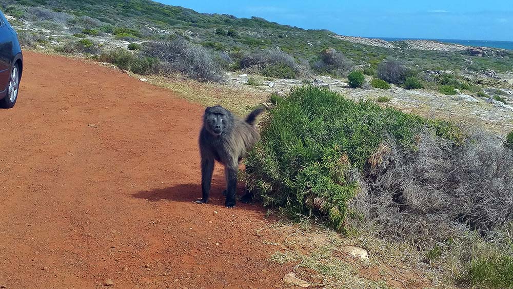 Babuíno Cabo da Boa Esperança