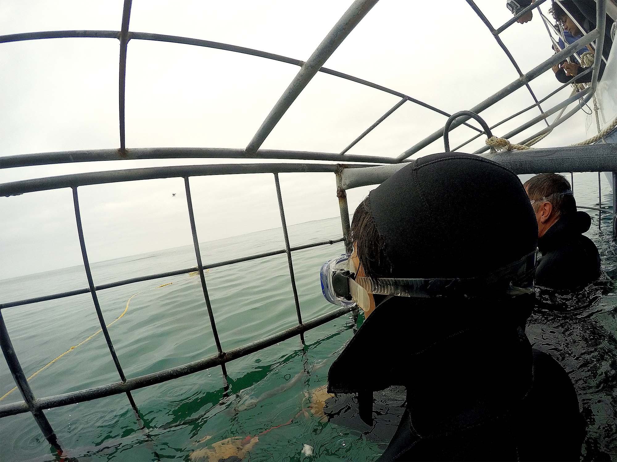 Vista de dentro da gaiola por cima da água, Ike de costas.