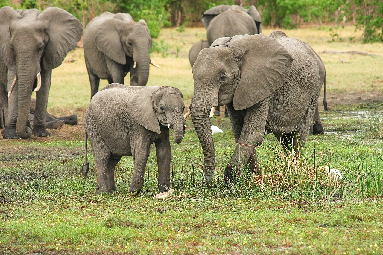 Foto elefantes Safári África do Sul.